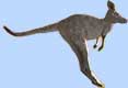 Hopping kangaroo