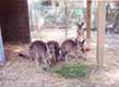 Pre release Eastern Grey kangaroos